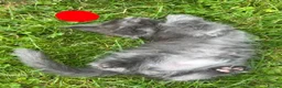 Maine Coon cats for sale: Pure Maine Coon kittens - Advert 18