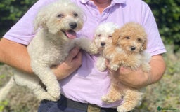 Poochon dogs for sale: Stunning Toy Poochon’s Boys - Image 4