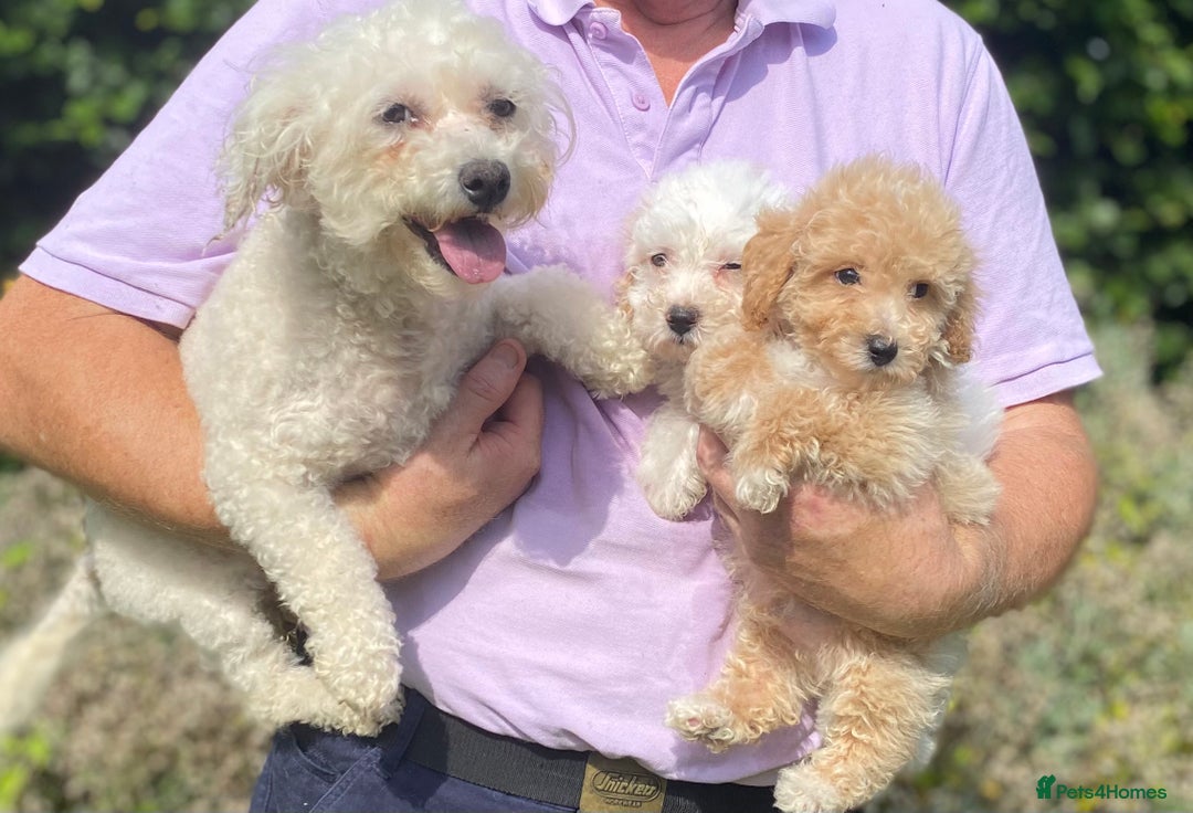 Poochon dogs for sale: Stunning Toy Poochon’s Boys - Image 4