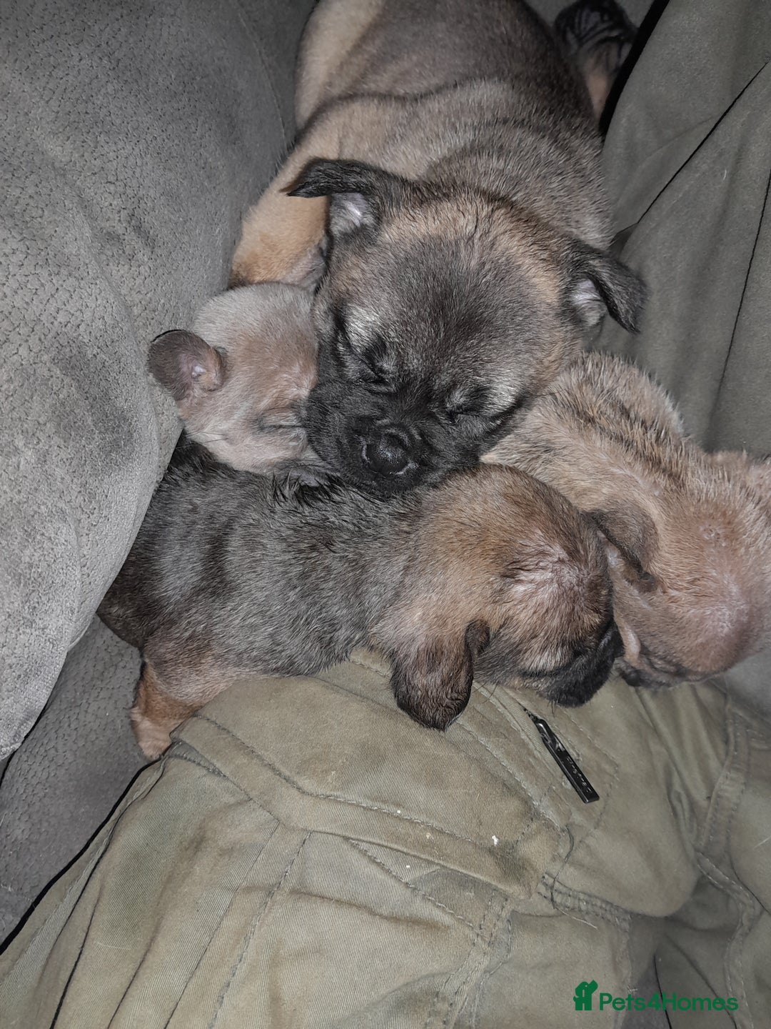 Mixed Breed dogs for sale: French bulldog x - Advert 18