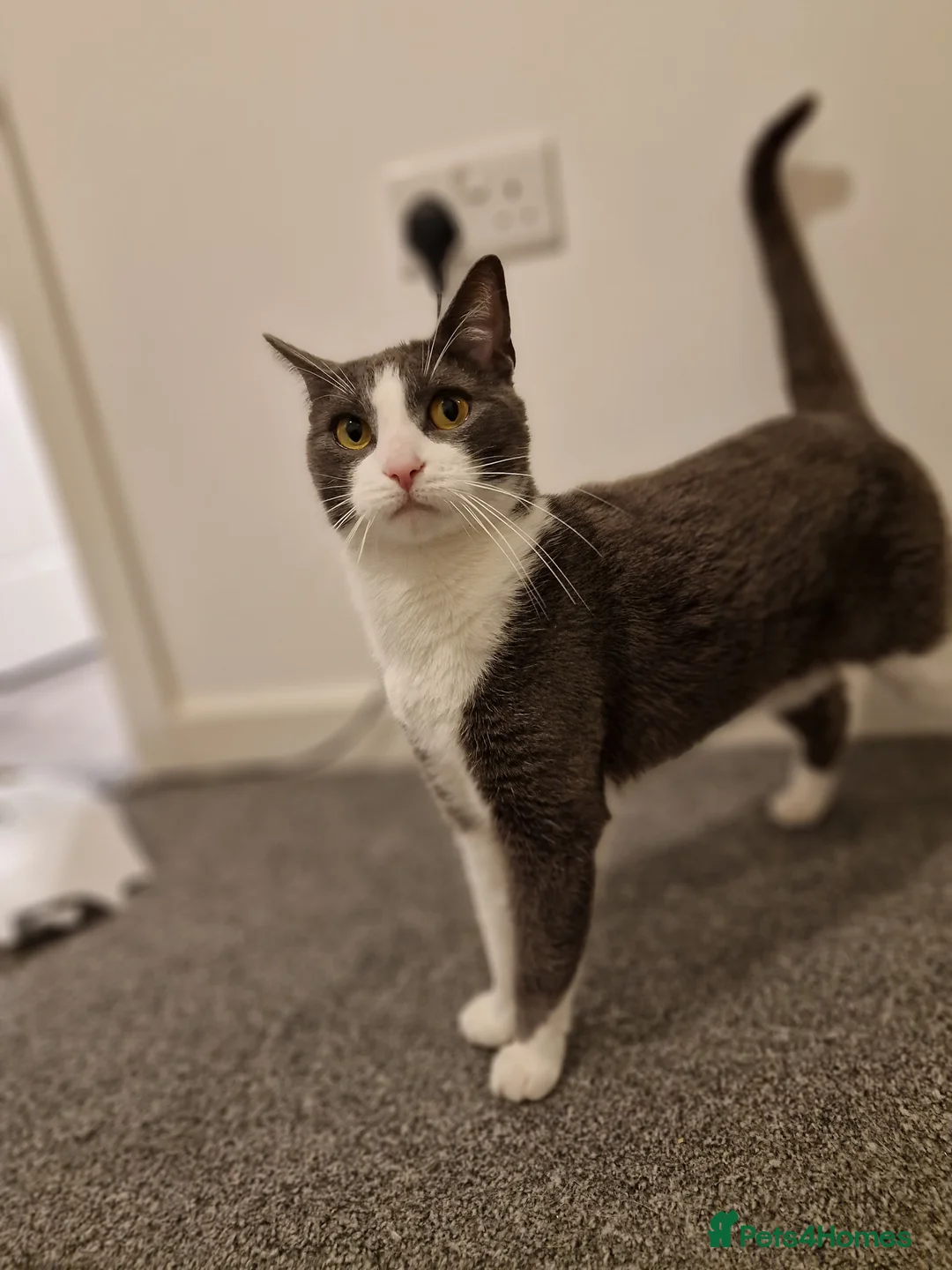 Mixed Breed cats for sale: Juno 7 years old - Advert 19