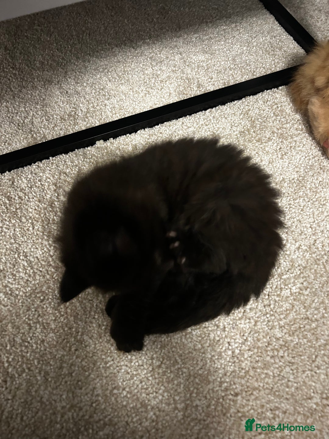 Ragdoll cats for sale: Mixed Ragdolls  - Image 3