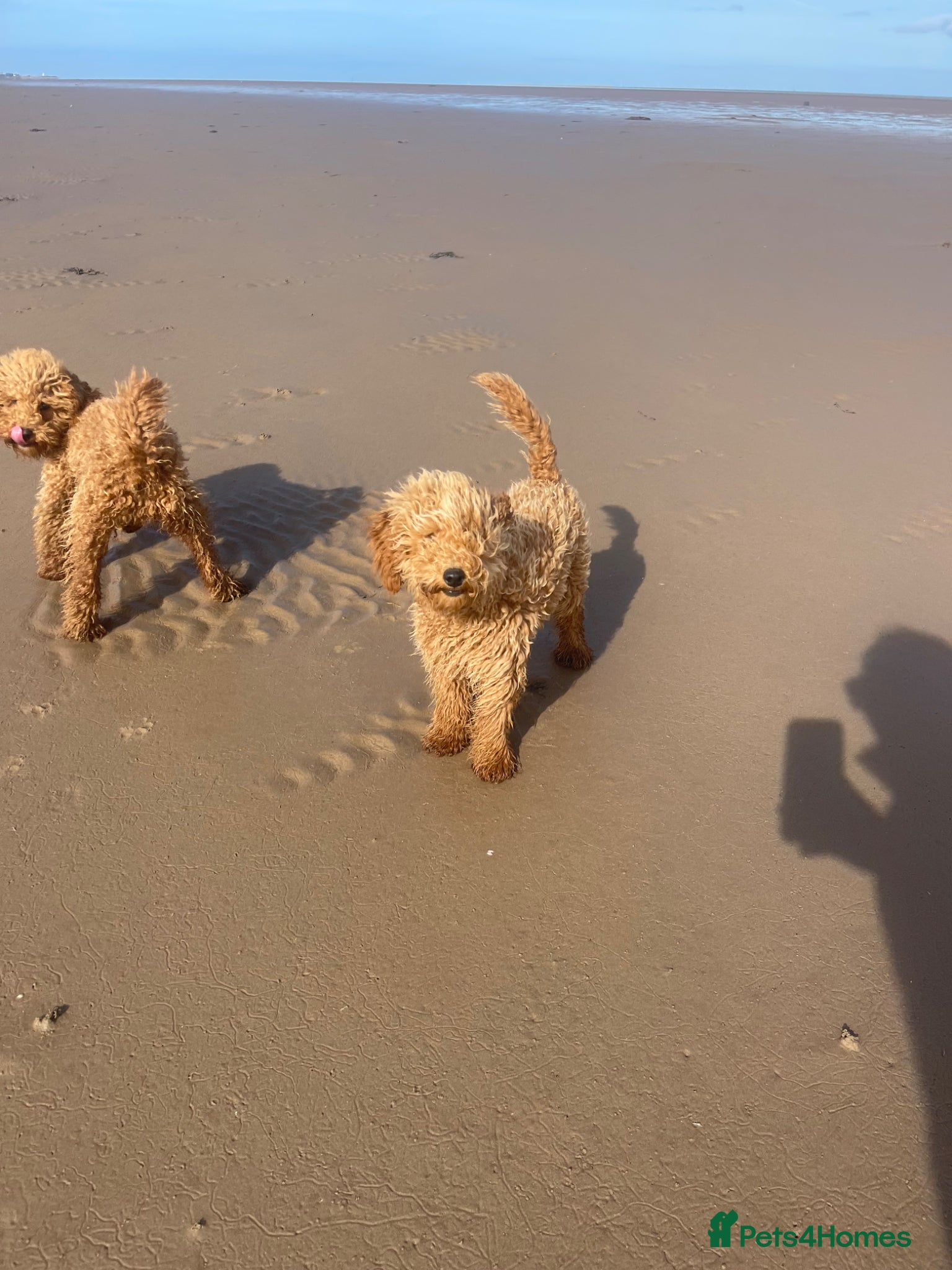 Miniature Poodle dogs Rehoming my Miniature Poodle Sisters - Advert 12