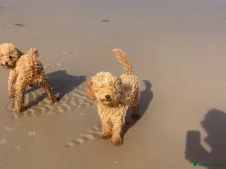 Miniature Poodle dogs Rehoming my Miniature Poodle Sisters - Advert 12