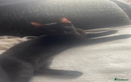 Domestic Shorthair cats for sale: Beautiful black boy looking for a furrever home!! - Image 8