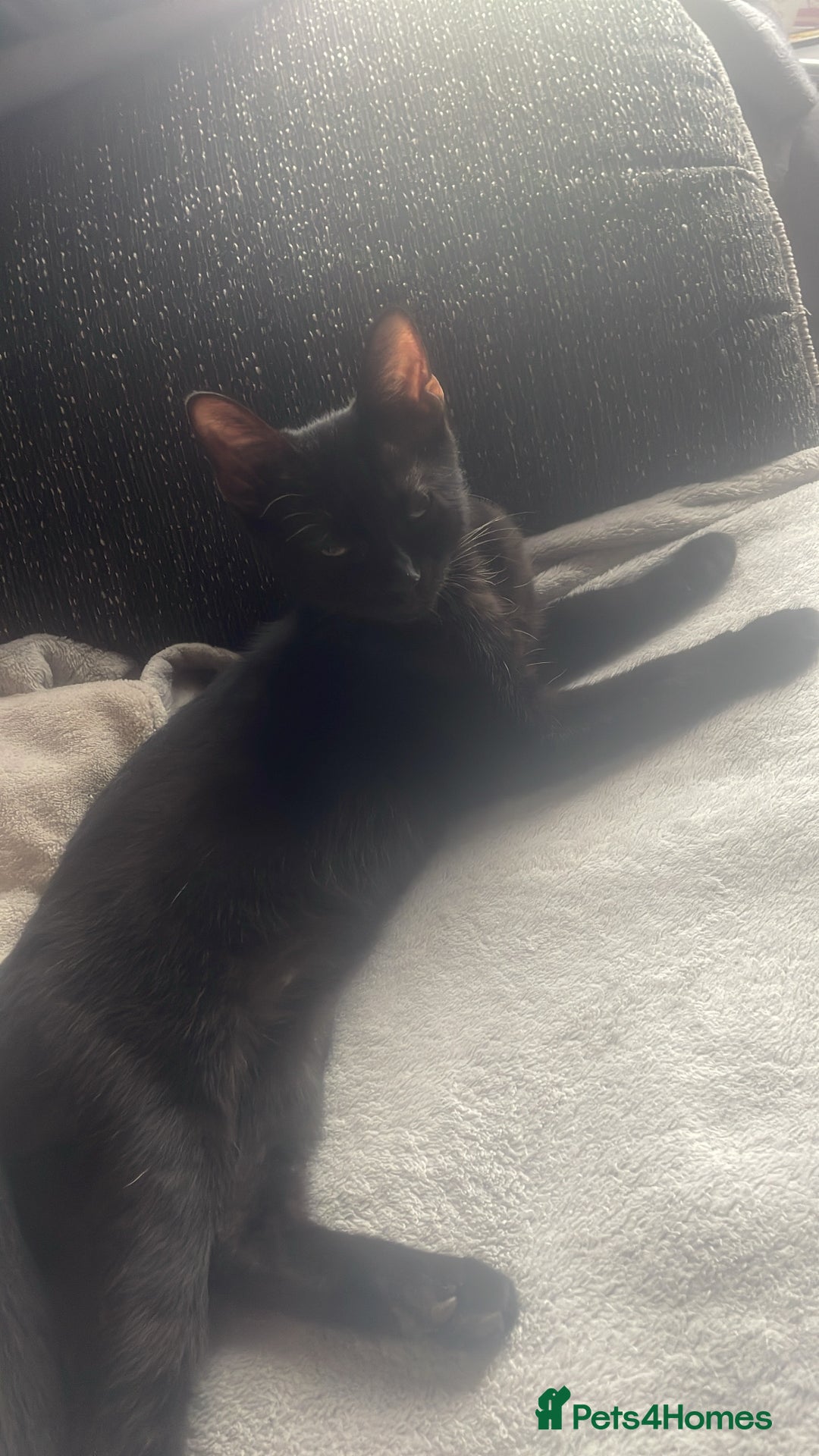 Domestic Shorthair cats for sale: Beautiful black boy looking for a furrever home!! - Image 8