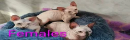 Sphynx cats for sale: Tica Registered Canadian Sphynx Kittens,READY NOW. - Advert 3