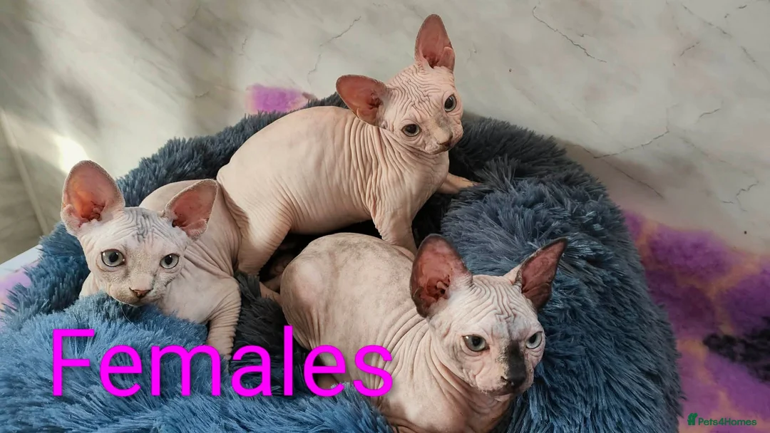 Sphynx cats for sale: Tica Registered Canadian Sphynx Kittens,READY NOW. - Advert 3