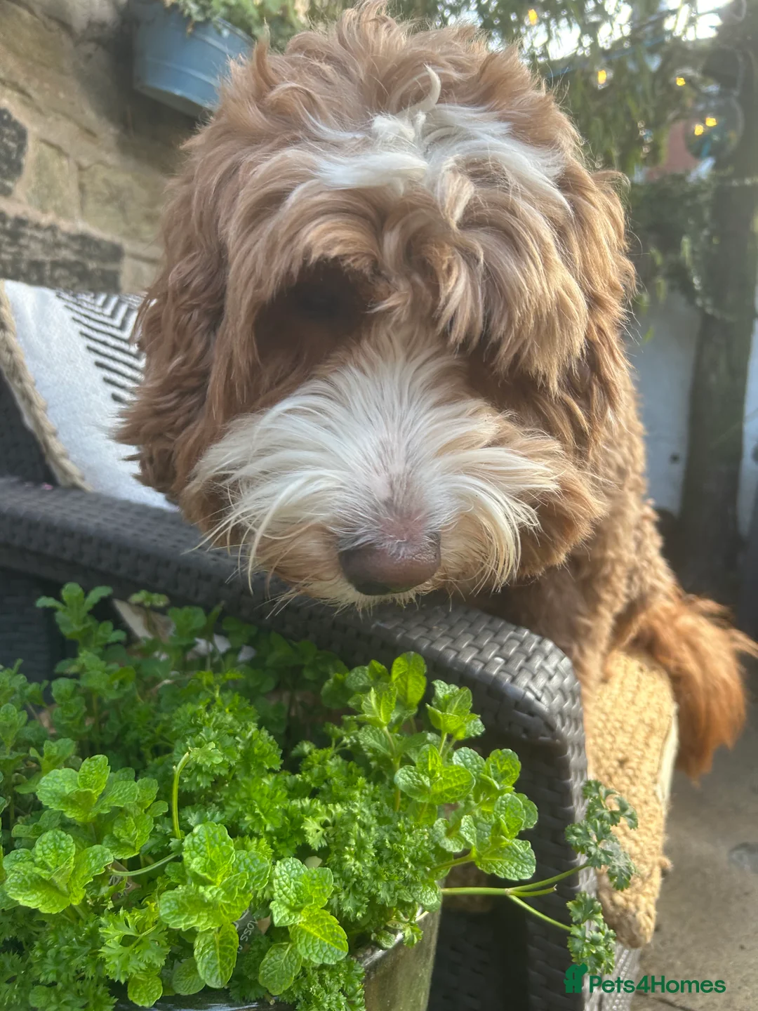 Goldendoodle dogs for stud: Australian Double Doodle Stud PROVEN  in Bolton - Advert 9