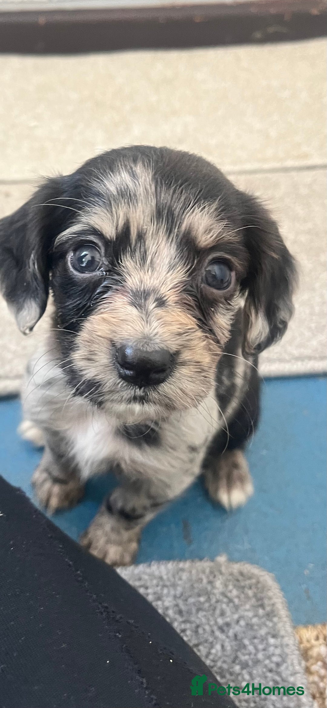 Cocker Spaniel dogs for sale: Working cocker spaniel puppies - Image 1