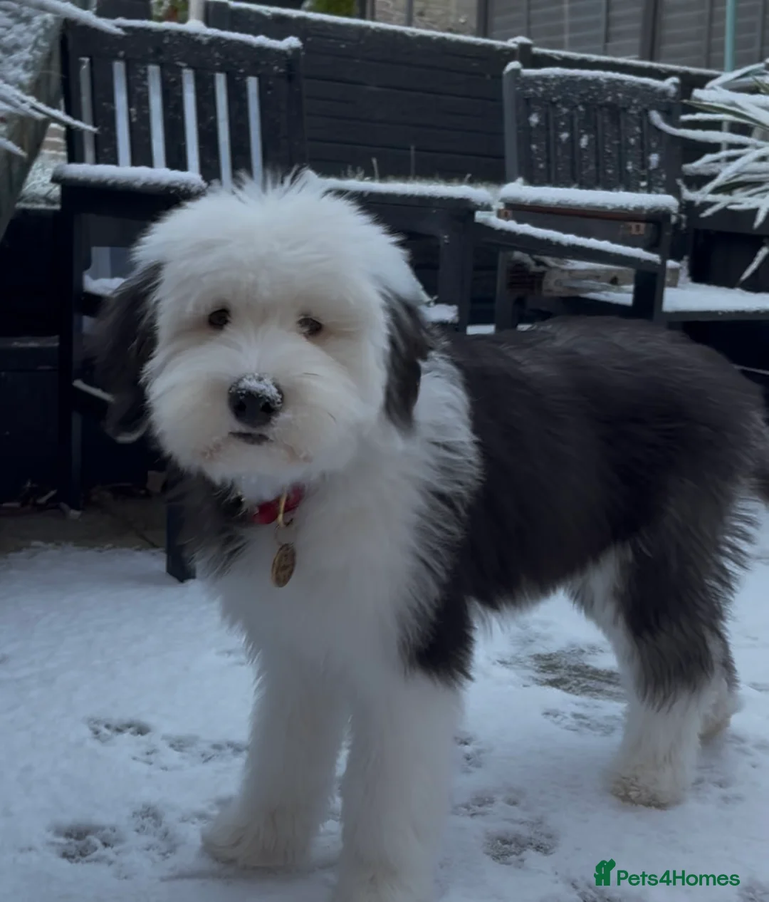 Old English Sheepdog dogs for sale: Old English sheepdog 8m old - Advert 3