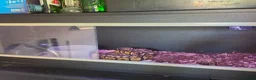 Python Snake reptiles for sale: Firefly female royal python  in Horsham - Advert 4