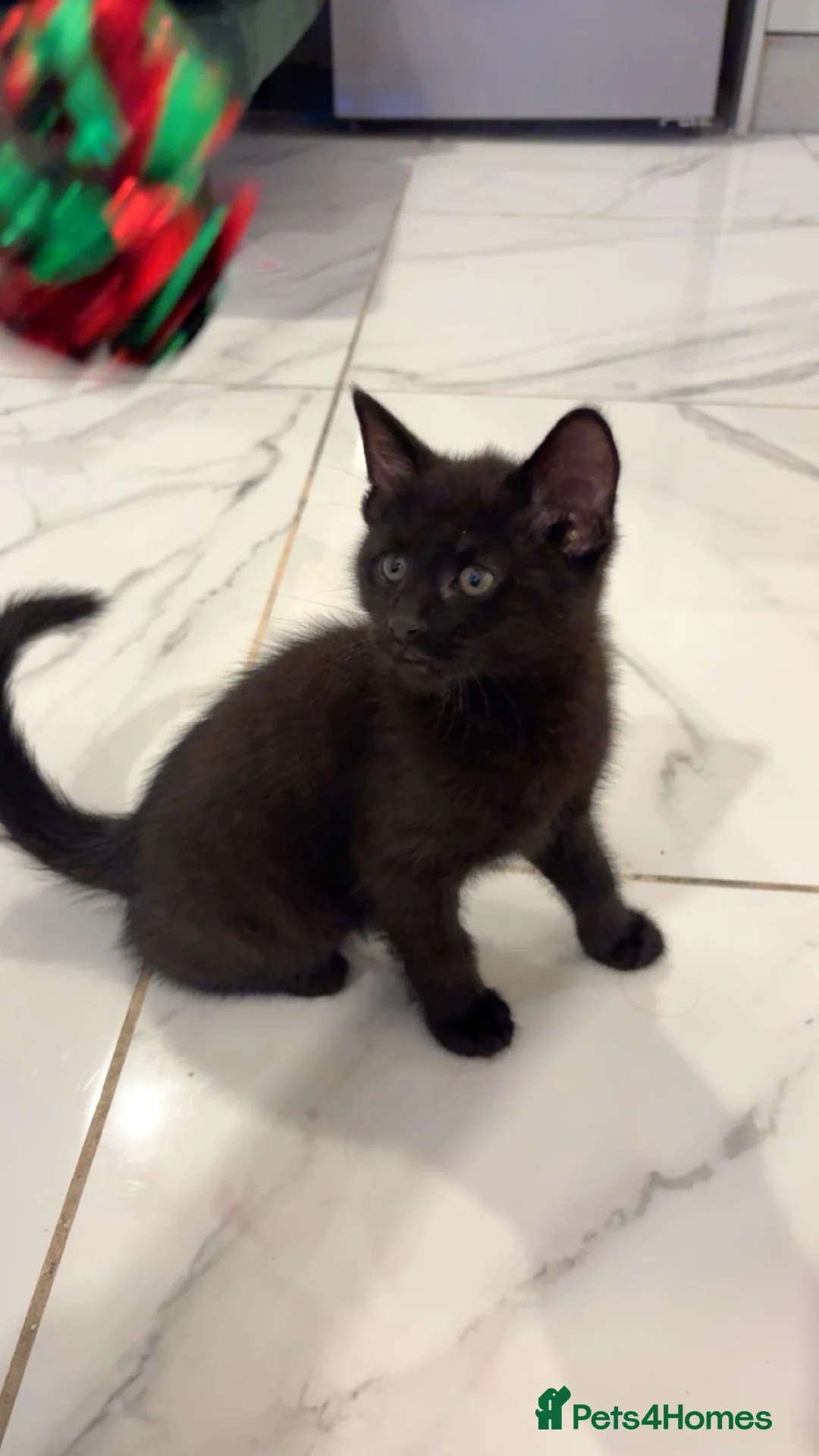 Mixed Breed cats for sale: British short hair mixed breed kittens.🩷 - Advert 11
