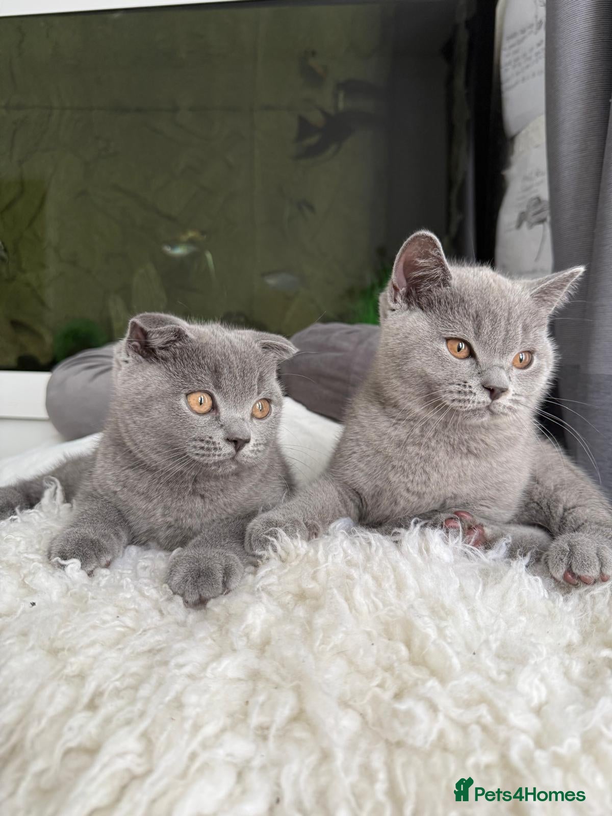 Scottish Fold cats 2 Scottish Fold & Straight Ear Kittens - Advert 2