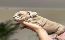 English Bulldog dogs for sale: Beautiful English Bulldog Puppies - Image 29