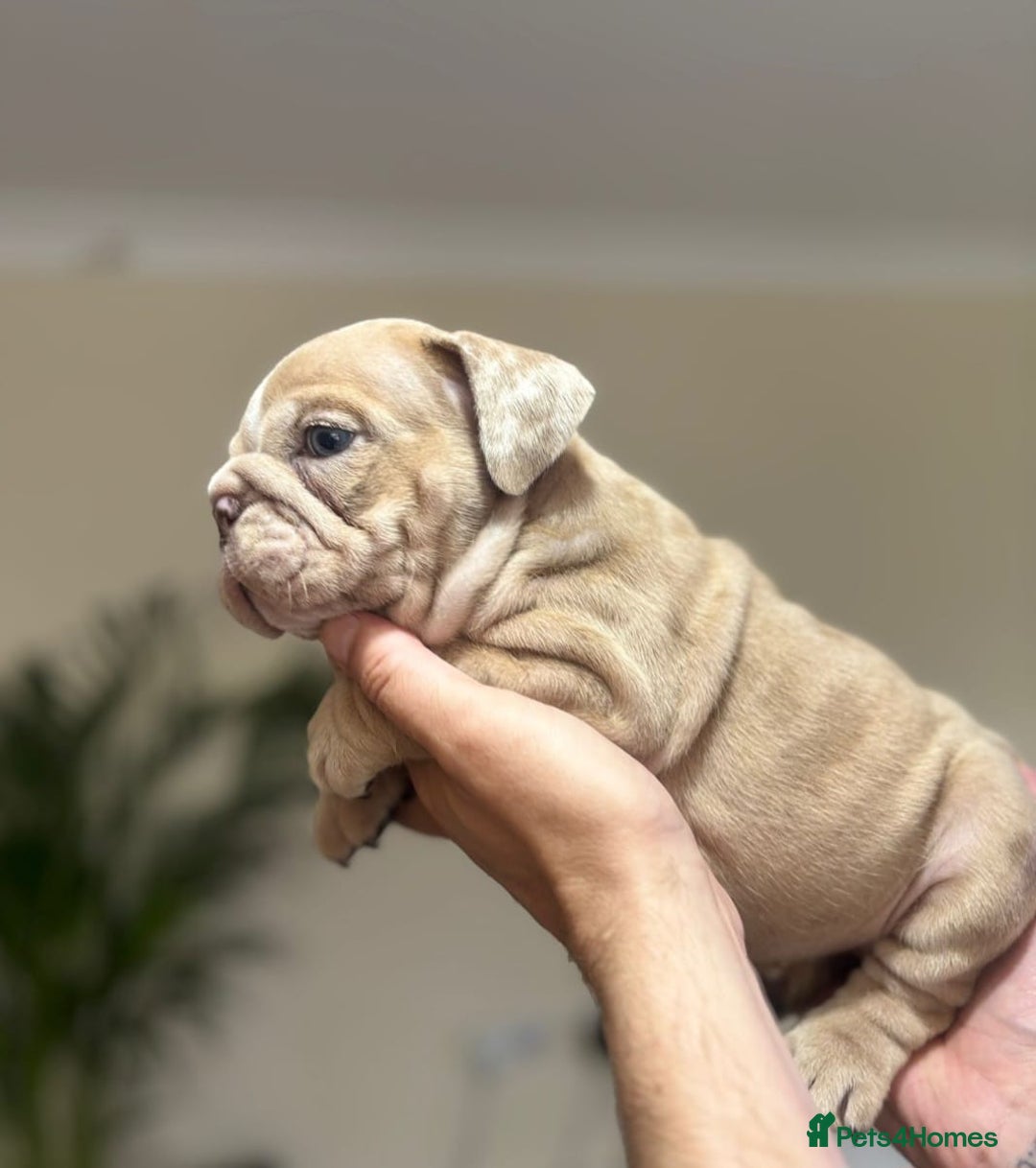English Bulldog dogs for sale: Beautiful English Bulldog Puppies - Image 29