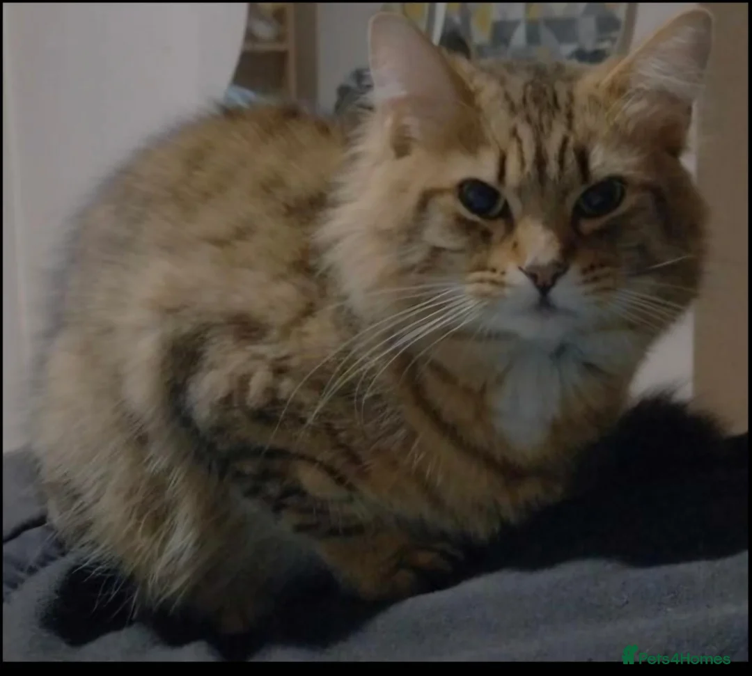Mixed Breed cats for sale: 5 year old male for rehome - Advert 3