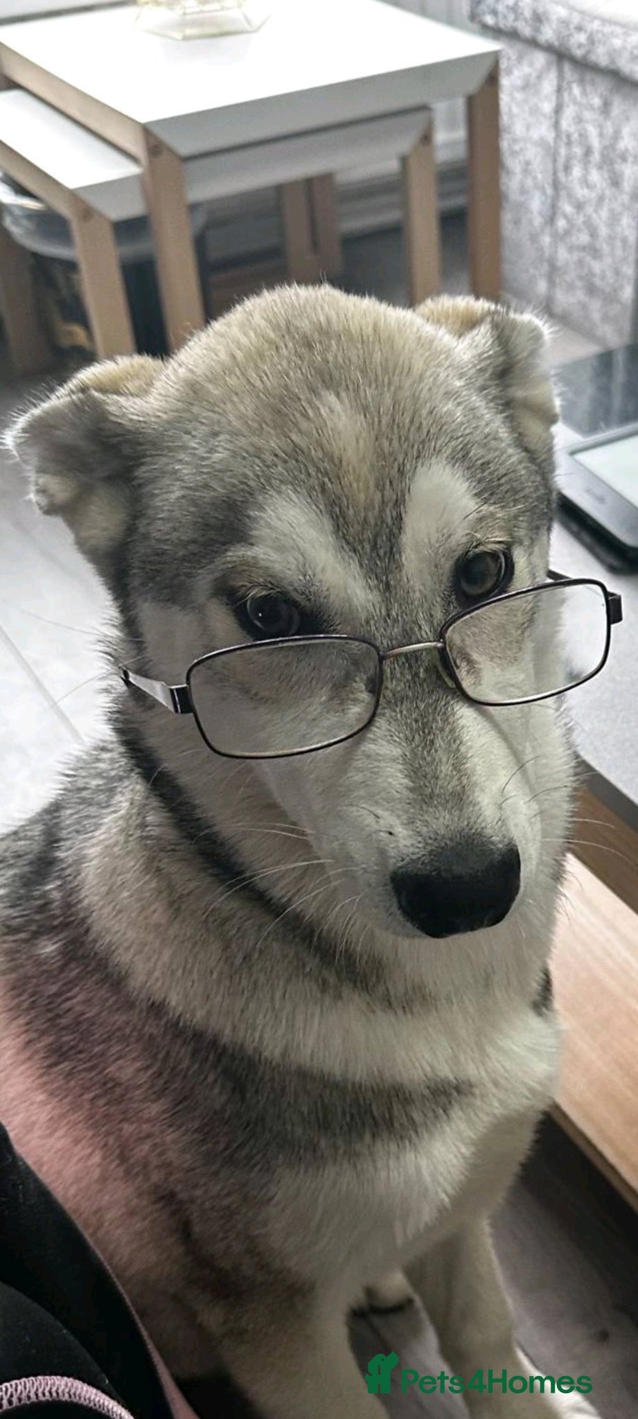 Siberian Husky dogs Willow husky - Advert 4