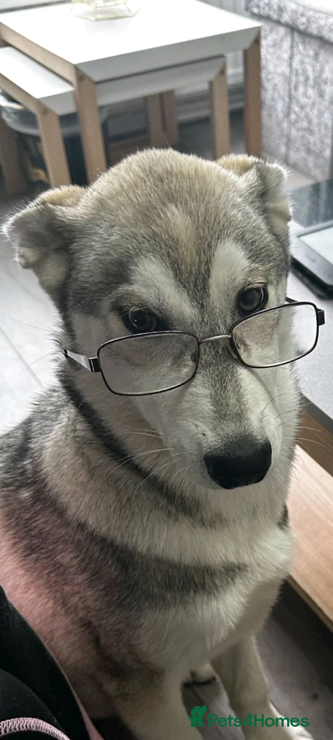 Siberian Husky dogs for sale: Willow husky in Manchester - Advert 1