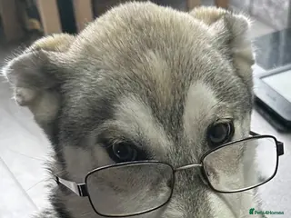 Siberian Husky dogs Willow husky - Advert 4