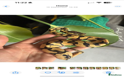 Python Snake reptiles for sale: Super Pastel  - Advert 1