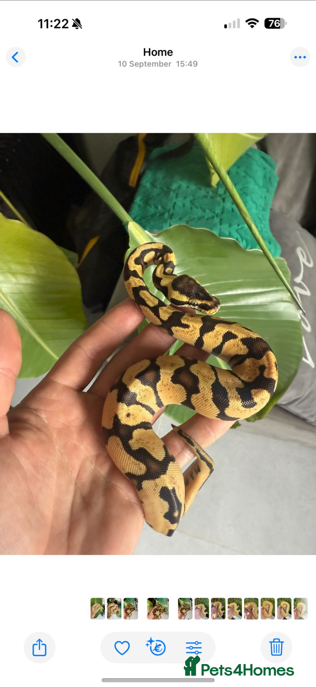 Python Snake reptiles for sale: Super Pastel  - Advert 1