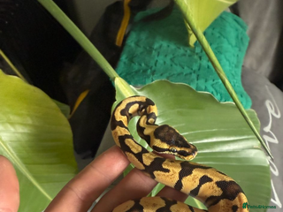 Python Snake reptiles Super Pastel Enchi Het pied - Advert 15