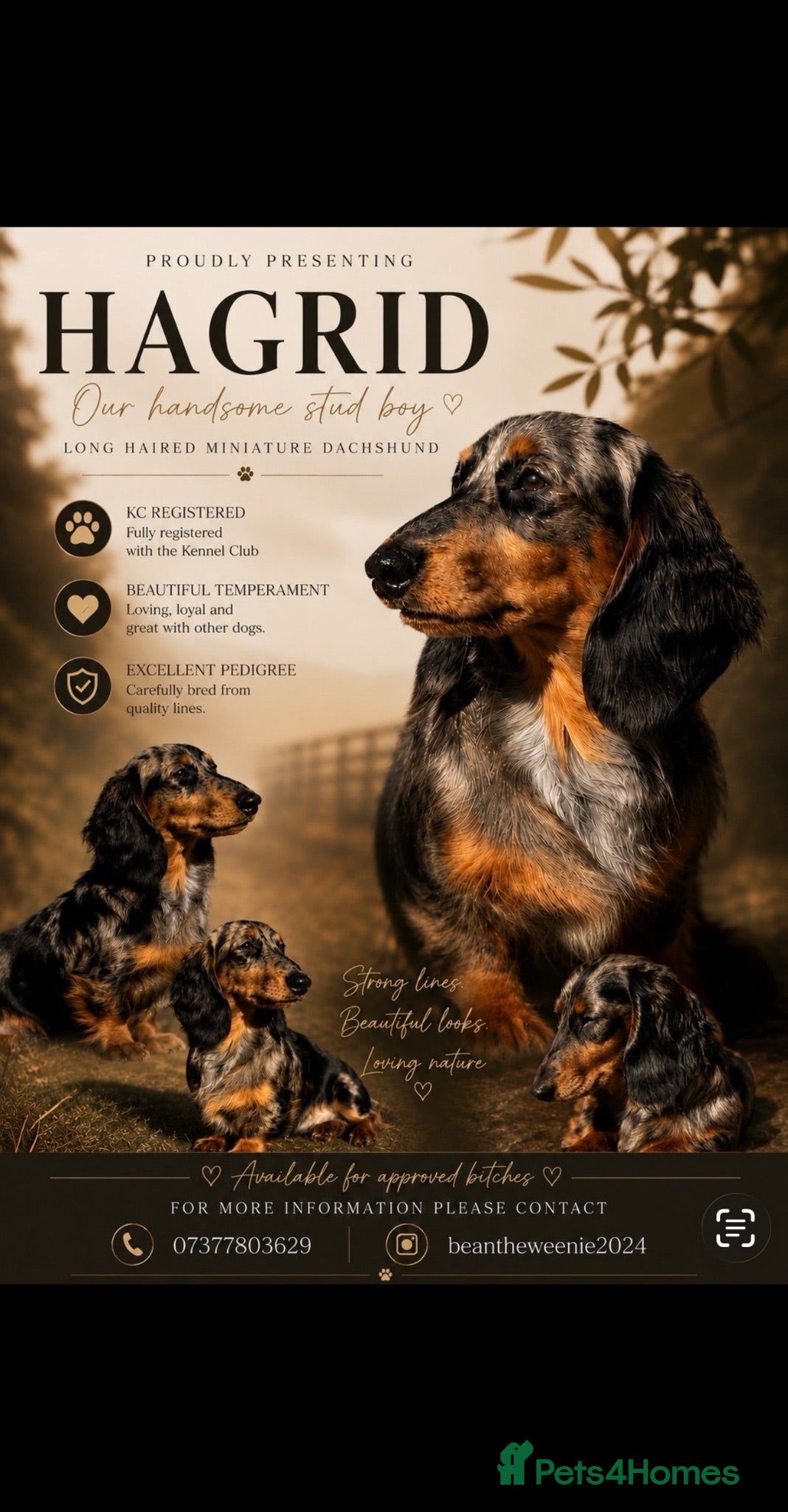 Miniature Dachshund dogs     🖤 Hagrid , A True Head-Turner🤎 - Advert 1