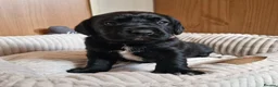 Springador dogs for sale: BEAUTIFUL SPRINGADOR PUPPIES - Advert 28