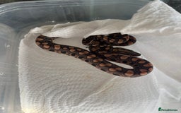 Boa Snake reptiles for sale: Brazilian rainbow boa babies  - Image 3
