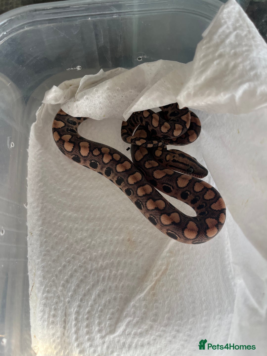 Boa Snake reptiles for sale: Brazilian rainbow boa babies  - Image 3