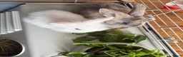 Mixed Breed rabbits for sale: Two Indoor Female Rabbits in Peterlee - Advert 2