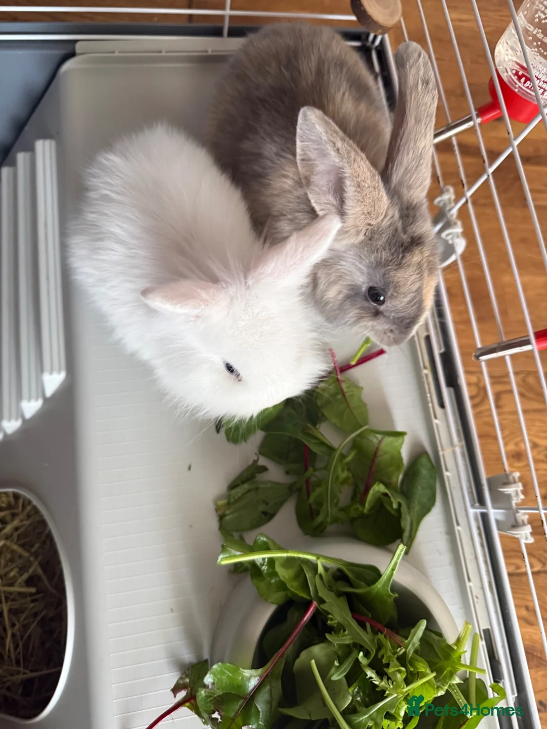 Mixed Breed rabbits for sale: Two Indoor Female Rabbits in Peterlee - Advert 2