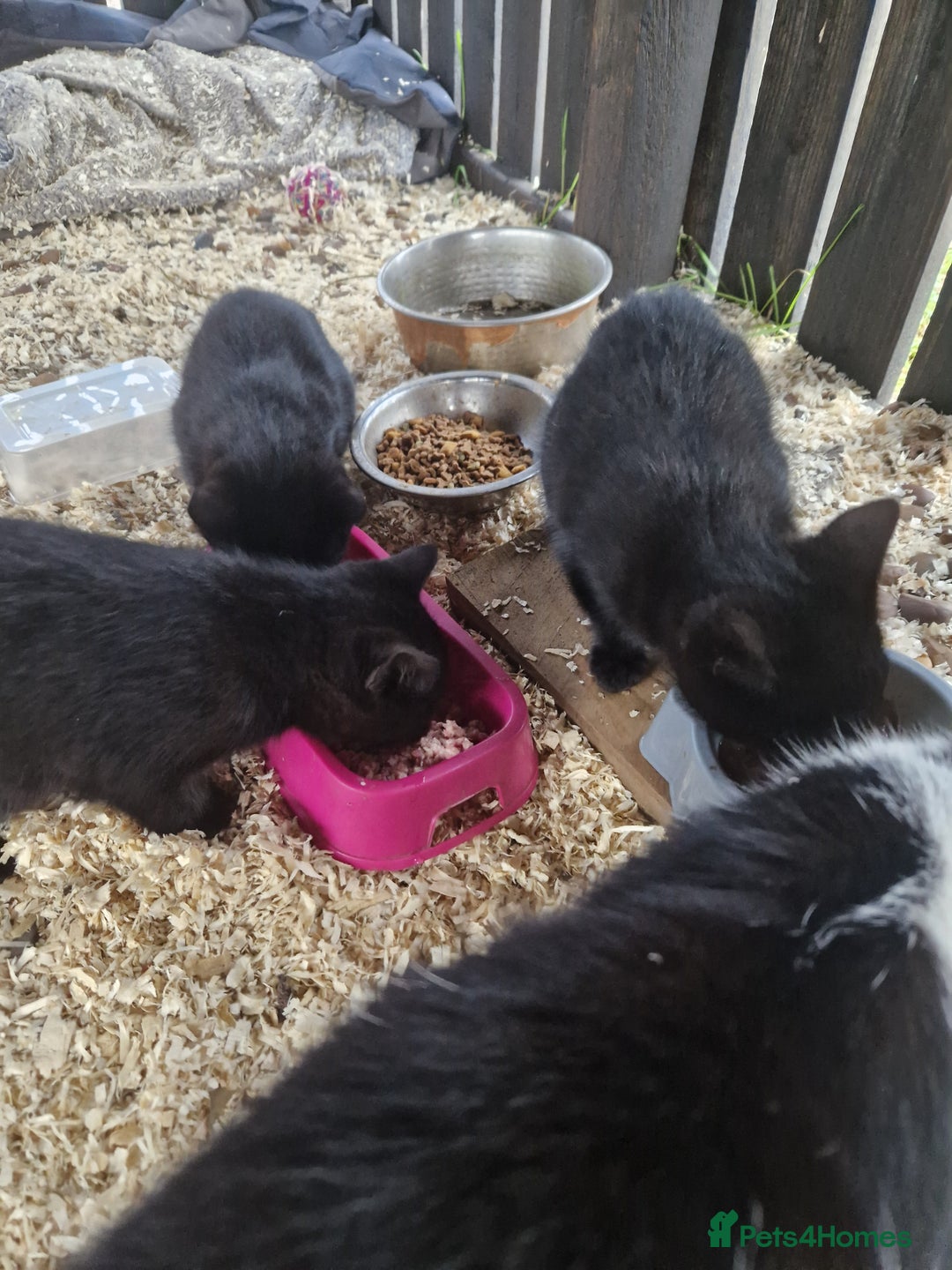 Mixed Breed cats for sale: Farm kittens - Advert 3