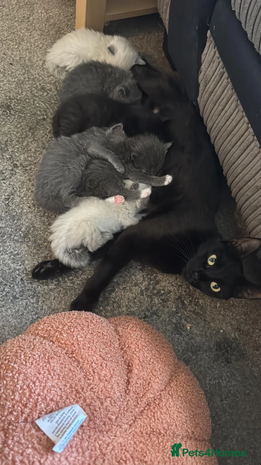 Mixed Breed cats for sale: Kittens - Advert 1