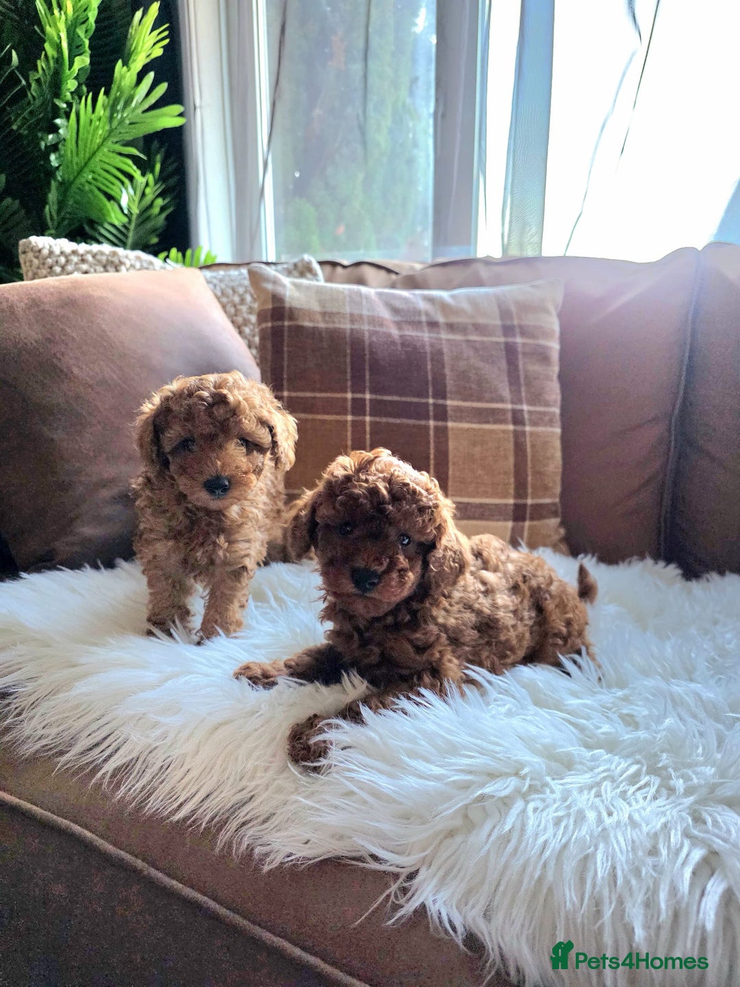 Toy Poodle dogs for sale: TINY RED KC PEDIGREE TOY POODLE PUPPIES - Advert 12