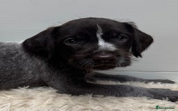 German Wirehaired Pointer dogs for sale: German Wire-haired Pointers of sale - Image 35
