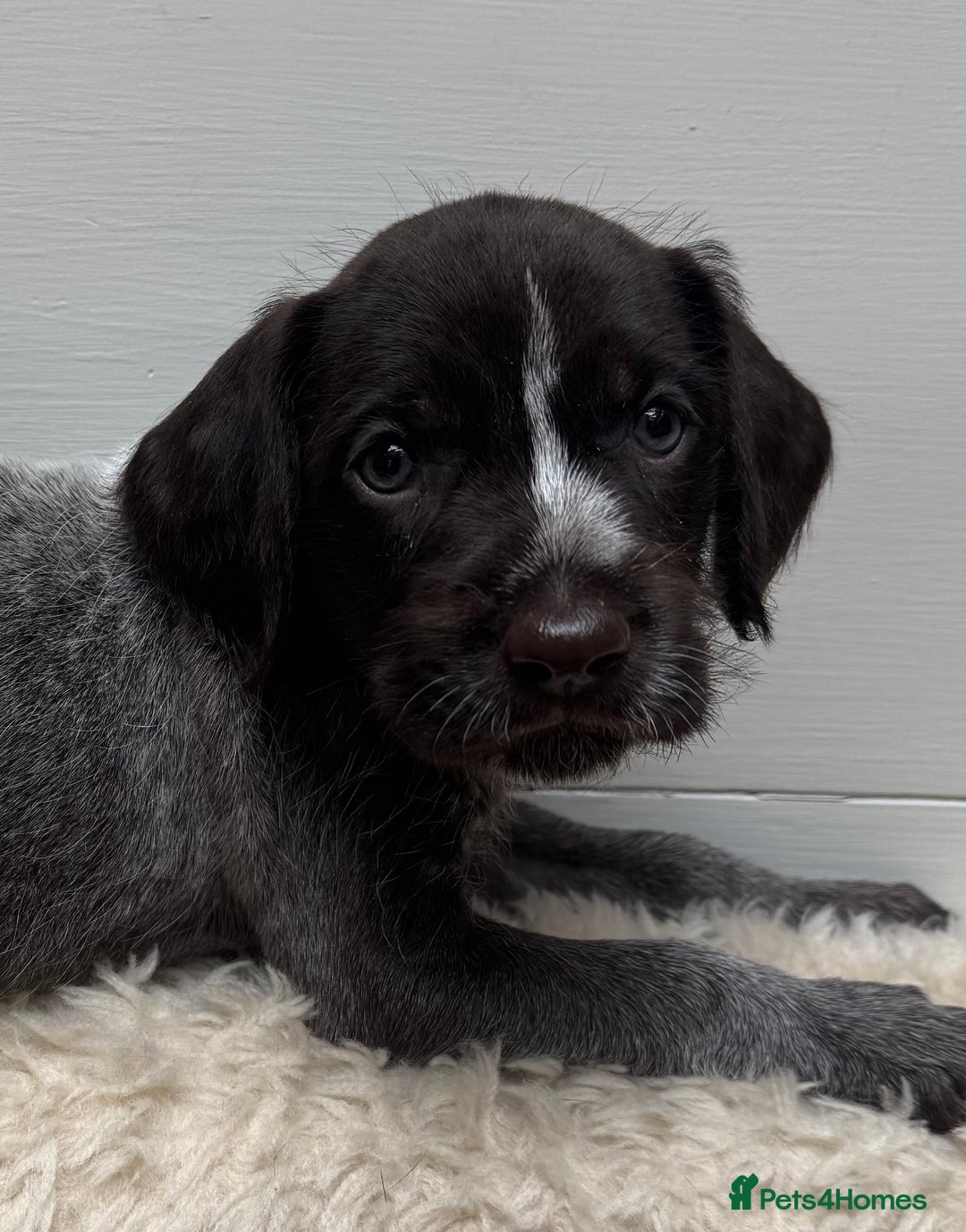 German Wirehaired Pointer dogs for sale: German Wire-haired Pointers of sale - Image 35