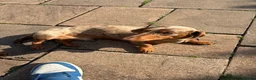 Miniature Dachshund dogs for stud: Choc dapple stud  - Advert 2