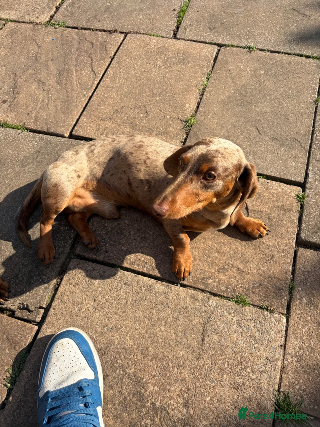 Miniature Dachshund dogs for stud: Choc dapple stud  - Advert 2