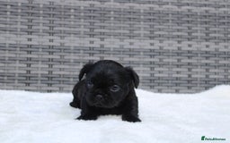 Mixed Breed dogs for sale: French bulldog X imperial shih tzu  - Image 7