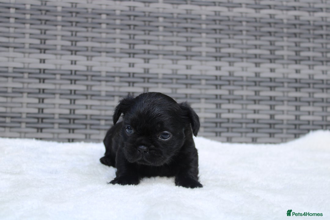 Mixed Breed dogs for sale: French bulldog X imperial shih tzu  - Image 7