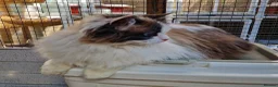 Ragdoll cats for sale: GCCF Registered adult female - Advert 4