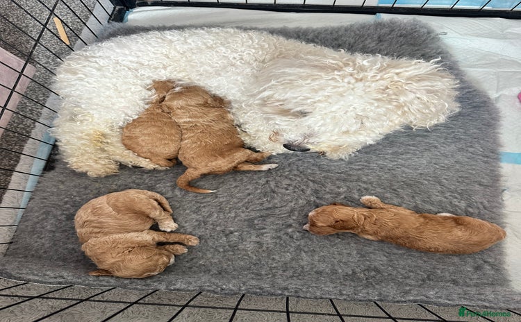 Poochon dogs - Advert 11