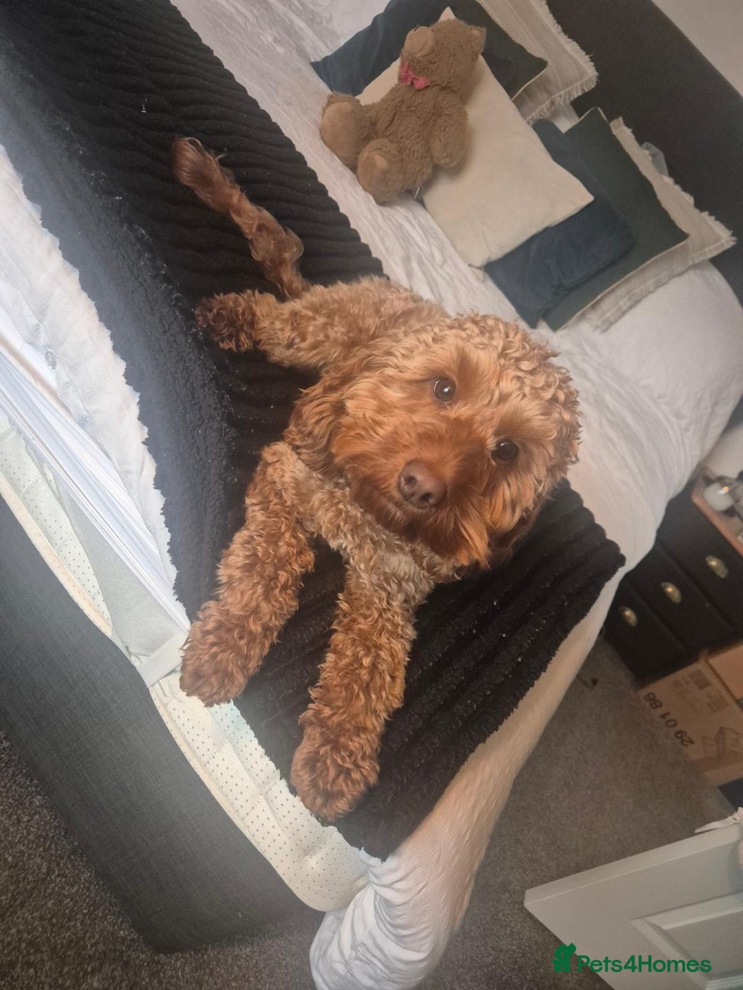 Cockapoo dogs for sale: 💥 Beautiful health checked F1B cockapoos 💥  - Advert 9