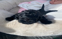 Irish Doodle dogs for sale: Irish doodle/ labradoodle - Image 27