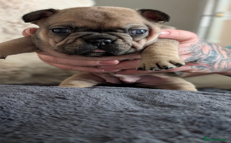 French Bulldog dogs - Advert 12