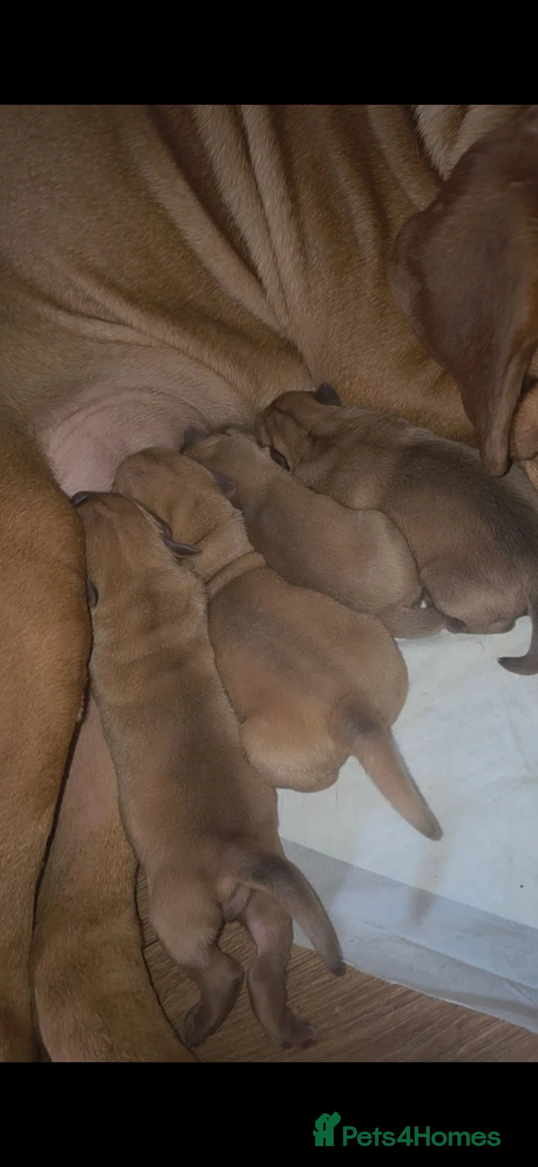 Dogue De Bordeaux dogs for sale: Dogue de bordeaux puppies avail in Buckley - Advert 2