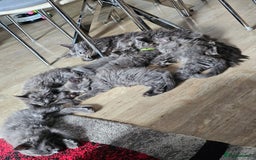 Maine Coon cats for sale: 🔥*Stunning Litter of 8💎Solid Blue Maine Coon*🔥  - Image 25