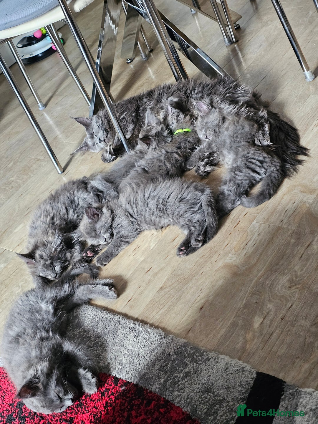 Maine Coon cats for sale: 🔥*Stunning Litter of 8💎Solid Blue Maine Coon*🔥  - Image 25